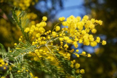 Цветущая акация белоснежная (Acacia dealbata). Это растение с желтыми цветами также известно как мимоза - Serg Zastavkin