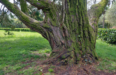 Кипарис Лоусона, или кедр Порт-Орфордский (по-латински Chamaecyparis lawsoniana), старое дерево - Serg Zastavkin