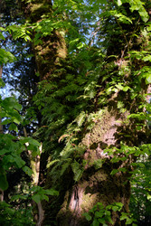 Реликтовый папоротник обыкновенный многоножка (Polypodium vulgare) в естественной лесной среде обитания - Serg Zastavkin