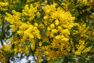 Цветущая акация белоснежная (Acacia dealbata). Это растение с желтыми цветами также известно как мимоза - Serg Zastavkin