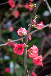 Цветущая Chaenomeles japonica с красными цветками - Serg Zastavkin