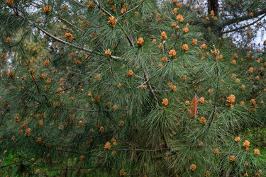 Мужские шишки сосны (Pinus) - Serg Zastavkin