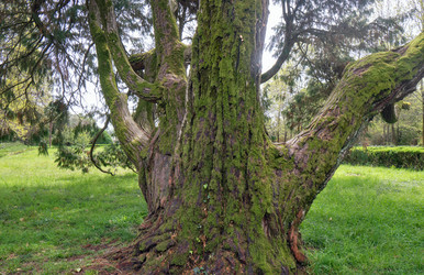 Кипарис Лоусона, или кедр Порт-Орфордский (по-латински Chamaecyparis lawsoniana), старое дерево - Serg Zastavkin