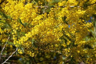 Цветущая акация белоснежная (Acacia dealbata). Это растение с желтыми цветами также известно как мимоза - Serg Zastavkin