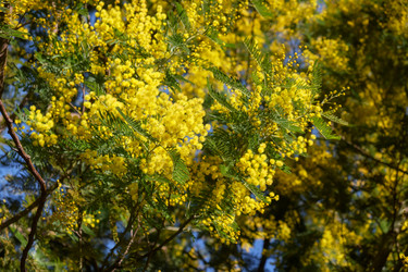 Цветущая акация белоснежная (Acacia dealbata). Это растение с желтыми цветами также известно как мимоза - Serg Zastavkin