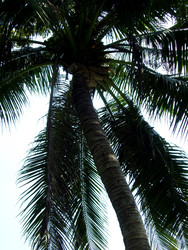 Кокосовая пальма (Cocos nucifera) - bykgeniy