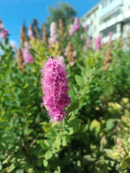 Розовые пушистые соцветия спиреи (Spiraea) — декоративный кустарник в городском озеленении - Mihail_direct