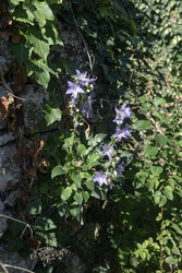 Крупный план нежного колокольчика (Campanula versicolor) с цветками, растущего на каменной стене - Slavina