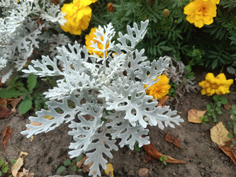 Цинерария приморская (Senecio cineraria) — декоративное растение с серебристо-белыми резными листьями на фоне желтых цветов - Mihail_direct