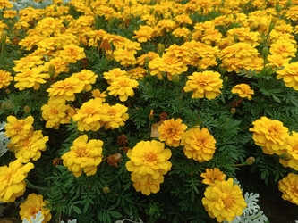 Желтые бархатцы (Tagetes) — массовая посадка оранжево-желтых цветов на клумбе - Mihail_direct