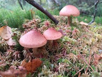 Розовые грибы (вероятно, Hygrocybe) на мху — мелкие лесные грибы среди зеленого мха и опавших листьев - Mihail_direct
