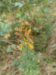 Золотарник (Solidago virgaurea/canadensis) — луговое растение с желтыми метельчатыми соцветиями, часть цветков отцвела - Mihail_direct