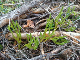 Плаун (Lycopodium / Diphasiastrum) на лесной подстилке — древнее споровое растение среди сухих веток и валежника - Mihail_direct