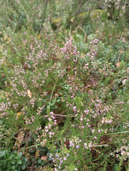 Заросли вереска обыкновенного (Calluna vulgaris) — вересковая пустошь в цвету с розовыми цветками - Mihail_direct