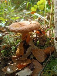 Волнушка (Lactarius torminosus) — условно-съедобный гриб с воронковидной розовой шляпкой в осеннем лесу среди мха и опавших листьев - Mihail_direct