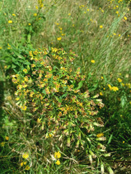 Золотарник (Solidago virgaurea) — луговое растение с желтыми метельчатыми соцветиями среди трав - Mihail_direct