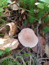 Млечник (Lactarius) с плоской серовато-лиловой шляпкой — вид сверху на лесной подстилке среди опавших листьев и мха - Mihail_direct