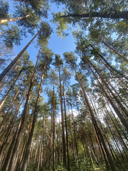 Сосновый лес снизу вверх — высокие сосны (Pinus sylvestris) на фоне голубого неба с облаками - Mihail_direct