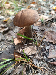 Подберезовик (Leccinum scabrum) — ценный съедобный гриб в осеннем лесу среди опавших листьев - Mihail_direct