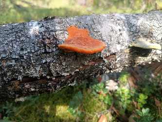 Ярко-оранжевый трутовик (вероятно, Pycnoporus cinnabarinus) на упавшем березовом стволе - Mihail_direct
