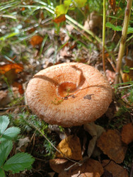Волнушка (Lactarius torminosus или Lactarius) — условно-съедобный гриб с воронковидной шляпкой розовато-оранжевого цвета в осеннем лесу - Mihail_direct