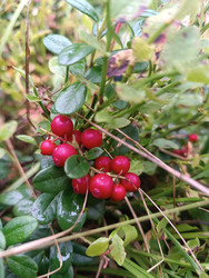 Брусника (Vaccinium vitis-idaea) — красные лесные ягоды среди травы и зеленых листьев в лесу - Mihail_direct