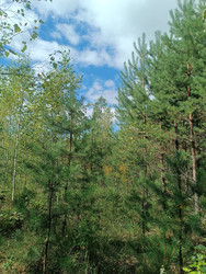 Молодой смешанный лес (сосны Pinus sylvestris и березы Betula) на фоне голубого неба с белыми облаками - Mihail_direct