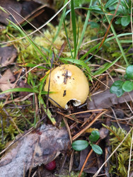 Молодая сыроежка (Russula) в стадии пуговки — желтоватый съедобный гриб на лесной подстилке среди травы и мха - Mihail_direct