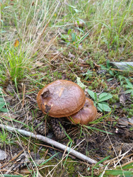 Осенний масленок (Suillus luteus/Suillus granulatus) — пара съедобных грибов в сосновом лесу рядом с шишкой на лесной подстилке - Mihail_direct
