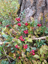 Брусника (Vaccinium vitis-idaea) у ствола сосны — красные ягоды среди осенних листьев в лесу - Mihail_direct