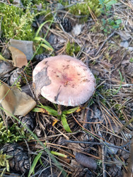 Сыроежка розовая (Russula rosea) или млечник (Lactarius) в сосновом лесу — гриб с розовато-лиловой шляпкой среди сосновых шишек и хвои - Mihail_direct