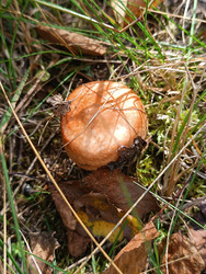 Молодая сыроежка (Russula) с оранжево-коричневой шляпкой в стадии пуговки на лесной подстилке среди травы и мха - Mihail_direct