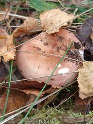 Сыроежка (Russula) — съедобный гриб с гладкой розово-коричневой шляпкой в лесной подстилке среди опавших листьев - Mihail_direct