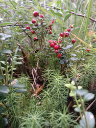 Брусника (Vaccinium vitis-idaea) на фоне мха-политрихума — красные лесные ягоды среди кукушкина льна - Mihail_direct