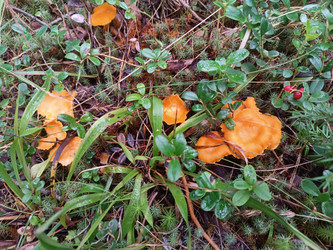 Группа оранжевых грибов (лисички, Cantharellus cibarius) на лесной подстилке среди мха и брусники - Mihail_direct