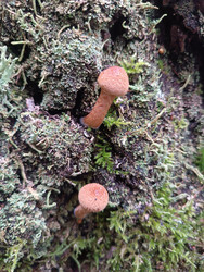 Ксилария (Xylaria) — мелкие грибы с бархатистой шляпкой на мшистом субстрате с лишайниками - Mihail_direct