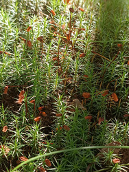 Мох со спороносными коробочками (спорангиями) — кукушкин лен (Polytrichum) в лесу - Mihail_direct