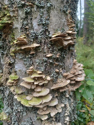 Множественные трутовики (Fomes fomentarius или Piptoporus betulinus) на стволе дерева с лишайниками — ярусное расположение грибов на вертикальном стволе - Mihail_direct