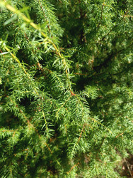 Можжевельник (Juniperus) — хвойное растение с игловидными листьями, крупный план ветвей с молодым приростом - Mihail_direct