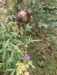 Чертополох (Cirsium/Carduus) — колючее растение с засохшими соцветиями и фиолетовым цветком в конце сезона - Mihail_direct