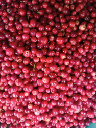 Урожай брусники (Vaccinium vitis-idaea) — плотная текстура из множества ярко-красных ягод - Mihail_direct