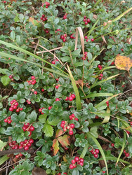 Брусника (Vaccinium vitis-idaea) на лесной поляне — кустики с красными ягодами среди травы и осенних листьев - Mihail_direct