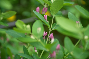 Цветет жимолость татарская (Lonicera tatarica) - Sveetlana