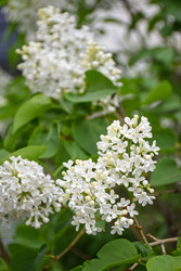 Цветы белой сирени обыкновенной (лат. Syringa vulgaris) крупным планом - Sveetlana