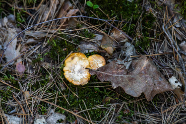 Лесные грибы на мху и хвое — макро лесной подстилки, концепция сбора урожая и экопродуктов - Derbis
