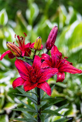 Красная лилия с каплями дождя — роскошный цветок крупным планом, романтика и премиальный фон - Derbis