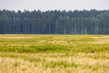 Широкое сельское поле у леса с ЛЭП — панорамный аграрный пейзаж - Derbis