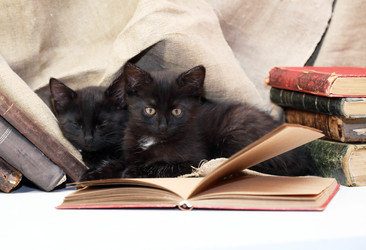 котята и книги - cosma