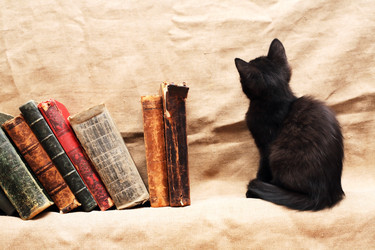 котенок рядом с книгами - cosma