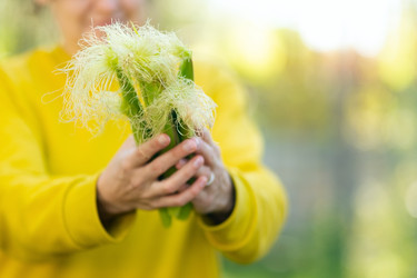 женщина, держащая в руках стебель свежей кукурузы, готовит солнечную пищу на открытом воздухе. - ElenaSk